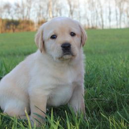 Beagles and Labrador Retrievers from Green Acres Labradors & Beagles