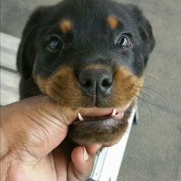 Rottweiler Puppies from OneUnitK9