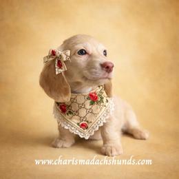 Valarie - Cream female Dachshund puppy in Mountainburg, Arkansas from Charisma Dachshunds