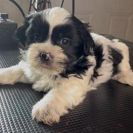 Colin - Parti male Yorkshire Terrier puppy in Houston, Texas from Little things
