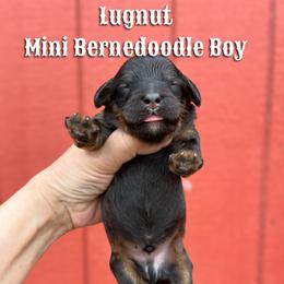 Lugnut - Phantom male Bernedoodle puppy in Grove, Oklahoma from Guinn Family Farms
