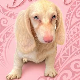 Luna - Dachshund