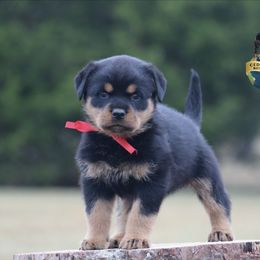 Girl 2 - Black and mahogany female Rottweiler puppy in Uniontown, Alabama from CedarBluff Rottweilers