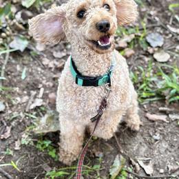 Cavalier King Charles Spaniel and Poodle All Grown Up from Ellis Crown Cavaliers