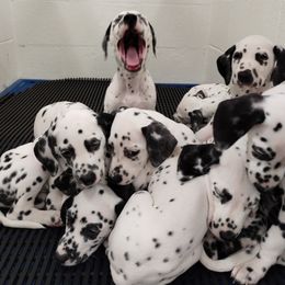 Dalmatian and Havanese Puppies from Anni's Spots