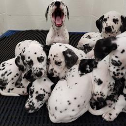 Dalmatian and Havanese Puppies from Anni's Spots