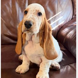Blue - Lemon and white male Basset Hound puppy in Columbia, South Carolina from Pawmetto Hounds