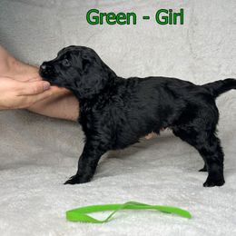 Goldendoodle and Poodle Puppies from Poodles and Doodles By Grace