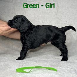 Goldendoodle and Poodle Puppies from Poodles and Doodles By Grace