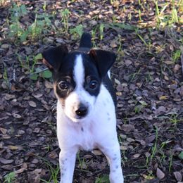 Girl 1 - Black white and tan Rat Terrier puppy in Austin, Texas from Angel Flight Kennel