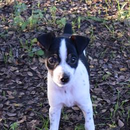 Girl 1 - Black white and tan Rat Terrier puppy in Austin, Texas from Angel Flight Kennel