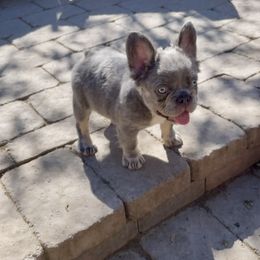 Bulldog and French Bulldog Puppies from Let it Ride Bulldogs