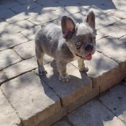 Bulldog and French Bulldog Puppies from Let it Ride Bulldogs