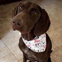 Key - German Shorthaired Pointer