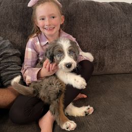 Aussiedoodle Puppies from A Dose Of Doodle
