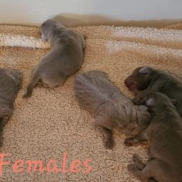 Female 1 - Chocolate female Labrador Retriever puppy in Anderson, Texas from TLS Retrievers
