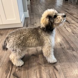 Aussiedoodle and Miniature Australian Shepherd All Grown Up from Maple Ridge Mini Aussies