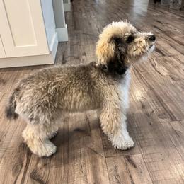 Aussiedoodle and Miniature Australian Shepherd All Grown Up from Maple Ridge Mini Aussies