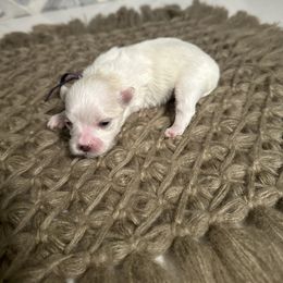Lilo - White female Maltese puppy in Steele, Alabama from Mountaintop Paws
