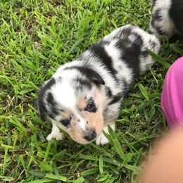 American Corgi and Pembroke Welsh Corgi Puppies from Lonesome Boone Corgis