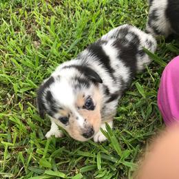 American Corgi and Pembroke Welsh Corgi Puppies from Lonesome Boone Corgis