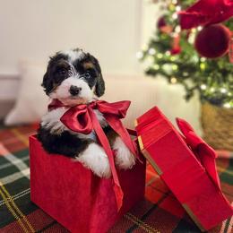 Chip - Tri-color male Bernedoodle puppy in Russell Springs, Kentucky from 270 Doodles