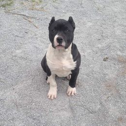 American Bully and Labrador Retriever Puppies from RBR Kennel-Ross Bullies & Retrievers