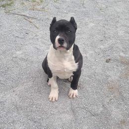 American Bully and Labrador Retriever Puppies from RBR Kennel-Ross Bullies & Retrievers