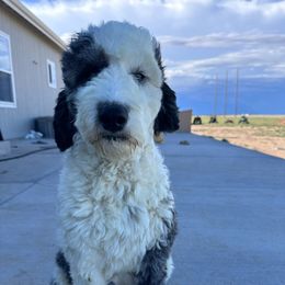 Wanda - Sheepadoodle
