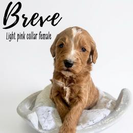 Breve - Red  female Goldendoodle puppy in Taylorsville, North Carolina from Doggone Dixie Doodles