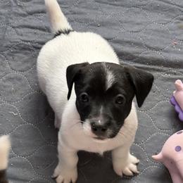 Male 2 - Black and white male Jack Russell Terrier puppy in Williston, Florida from CP FARMS BORDER COLLIES N JACKS CORP
