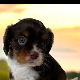 Cavalier King Charles Spaniel, Cavapoo, and Poodle Puppies from Mario’s Pups