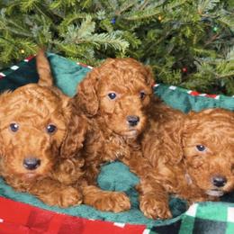 French Bulldog and Goldendoodle Puppies from Haus of Pawz