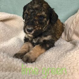 Bernedoodle Puppies from Cry Woof LLC