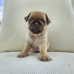 Male 4 - Fawn male Pug puppy in Jacksonville, North Carolina from Coliseum de Cassiope