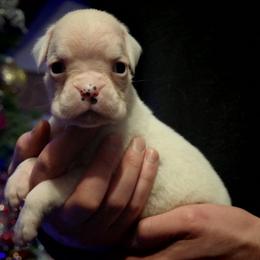 Spot - White male Boxer puppy in Thompson, Pennsylvania from Moonlitboxers