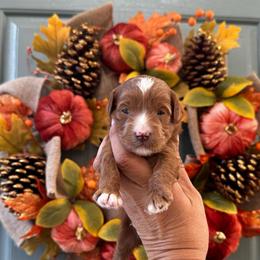 Boy 2 - Red  male Goldendoodle puppy in Elk Grove, California from Doodles by Faith