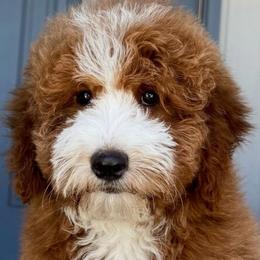 Millie - Red  female Goldendoodle puppy in Tucson, Arizona from Adored Poodle & Doodles