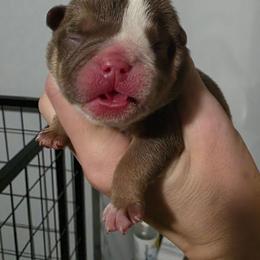Female 3 - Chocolate tri-color female Bulldog puppy in Warsaw, New York from Hillview Kennels
