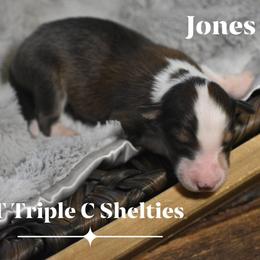 Jones - Sable and white male Shetland Sheepdog puppy in Gladbrook, Iowa from T Triple C Shelties