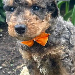 Carlos - Sable male Bernedoodle puppy in Mint Hill, North Carolina from DoodleForever