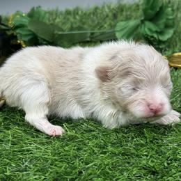 Atlas - Lavender male Pomeranian puppy in Newark, Ohio from Keeperofstars Pomeranians