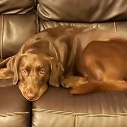 Gator - Labrador Retriever