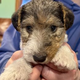 Boy 2 - White black and tan male Wire Fox Terrier puppy in Morgantown, Indiana from Birchhurst Kennels Indiana