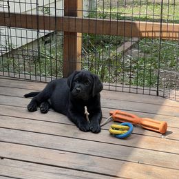 Labrador Retriever Puppies from Niall’s Labrador Retrievers