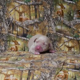 Egyption - Yellow female Labrador Retriever puppy in Buffalo Valley, Tennessee from Buffalo Valley Breeders