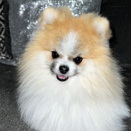 Rocket - Pomeranian