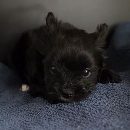 Black Girl - Black and tan female Yorkshire Terrier puppy in White Pigeon, Michigan from Kathys Yorkie and Shih-tzu Cuties