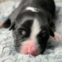 St Nick aka Nico - Black tri-color male Australian Shepherd puppy in Garland, Maine from MilkyWay Aussies with Tails