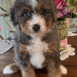 Katy - Merle female Bernedoodle puppy in Gilbert, Arizona from Azteddybeardoodles